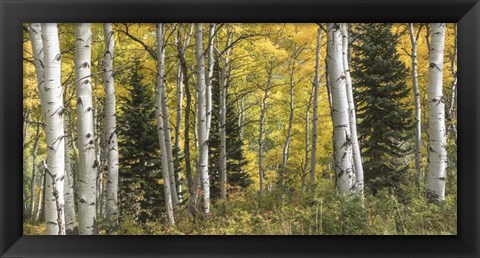 Framed Aspen Panorama Print