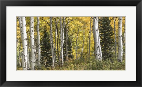 Framed Aspen Panorama Print