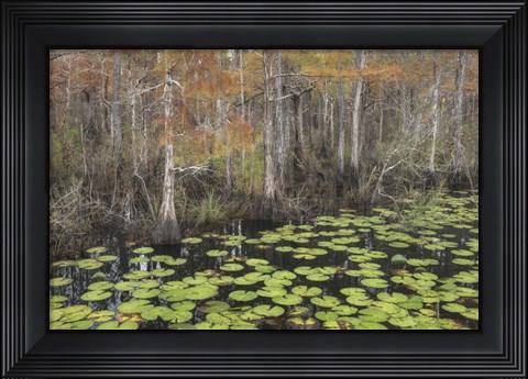 Framed Bayou Autumn Print