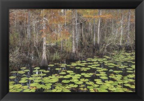 Framed Bayou Autumn Print