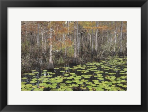 Framed Bayou Autumn Print