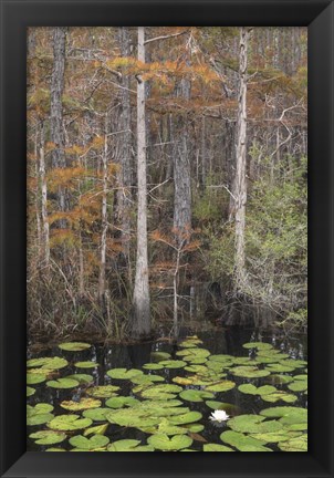 Framed Black Water II Print