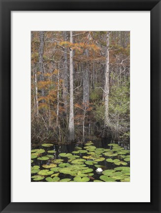 Framed Black Water II Print