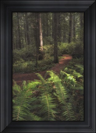 Framed Fern Lined Path Print