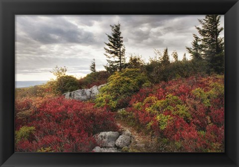 Framed Highland Trail Print