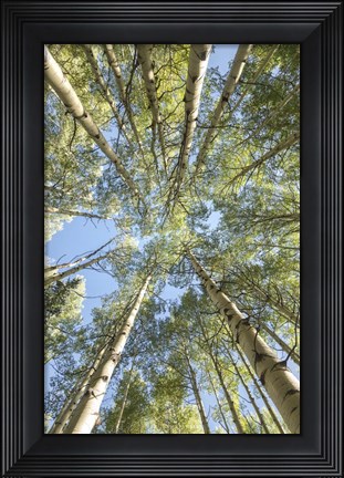 Framed Looking Up Print