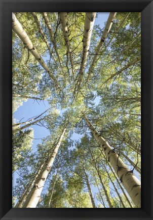 Framed Looking Up Print