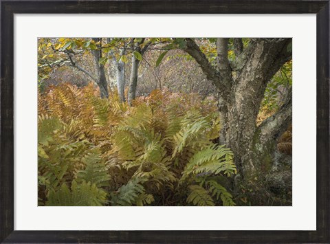 Framed Autumn Ferns Print