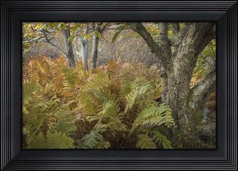 Framed Autumn Ferns Print