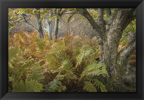 Framed Autumn Ferns Print