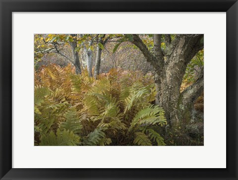 Framed Autumn Ferns Print