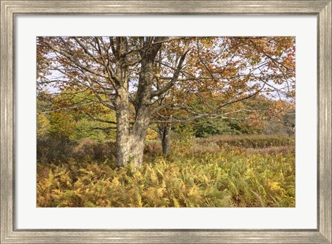 Framed Maple and Ferns Print