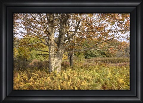 Framed Maple and Ferns Print