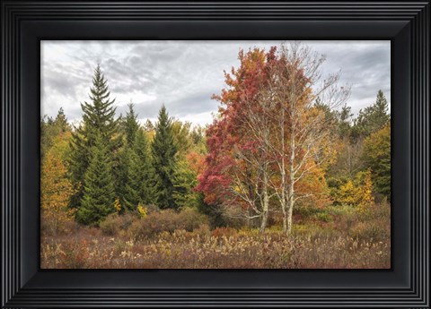 Framed Woodland Variety Print
