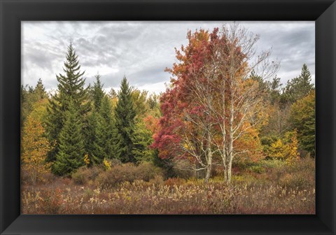 Framed Woodland Variety Print