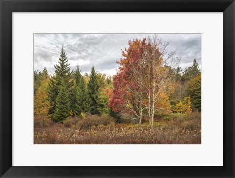 Framed Woodland Variety Print