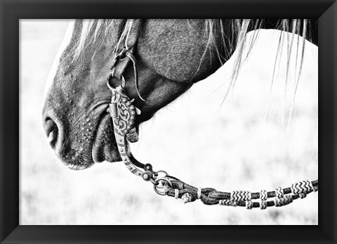 Framed Equine Portrait II Print