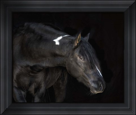 Framed Equine Portrait IV Print