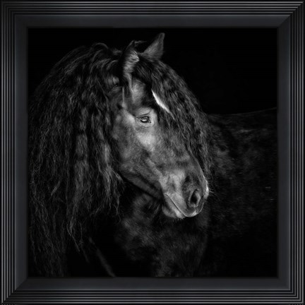 Framed Equine Portrait IX Print