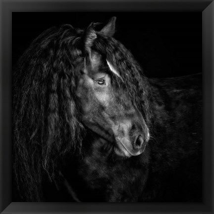 Framed Equine Portrait IX Print