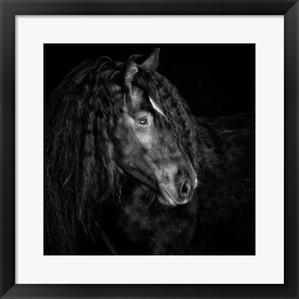 Framed Equine Portrait IX Print