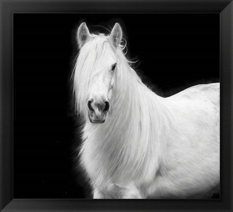 Framed Equine Portrait V Print