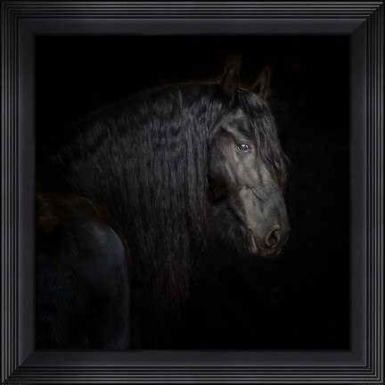 Framed Equine Portrait X Print