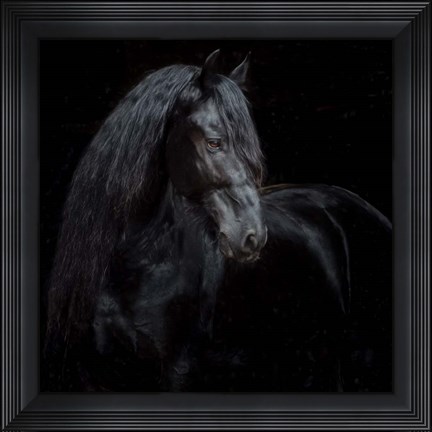 Framed Equine Portrait XI Print