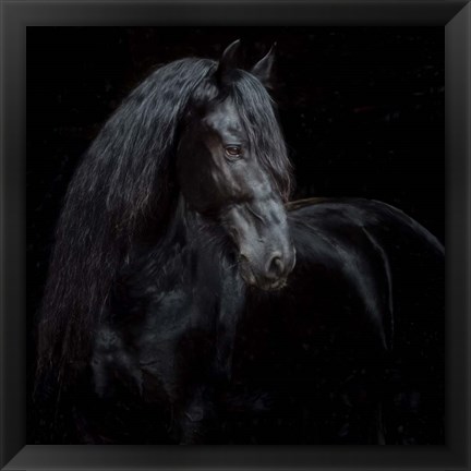 Framed Equine Portrait XI Print