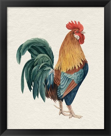 Framed Watercolor Rooster I Print