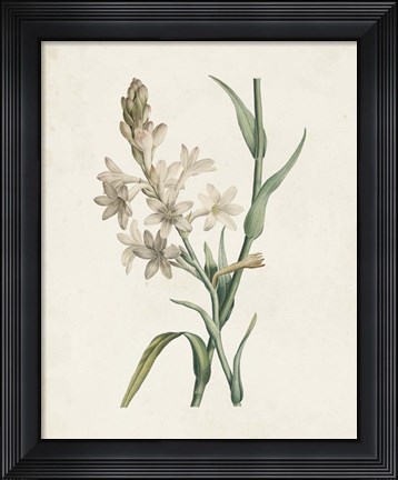 Framed Classic Botanicals I Print