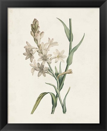 Framed Classic Botanicals I Print