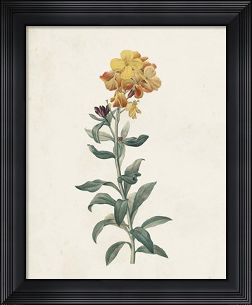 Framed Classic Botanicals III Print