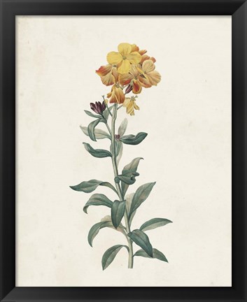 Framed Classic Botanicals III Print