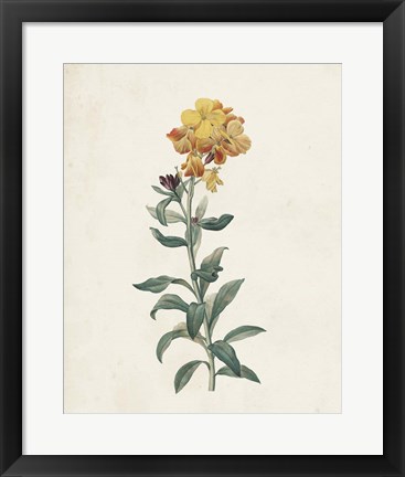 Framed Classic Botanicals III Print