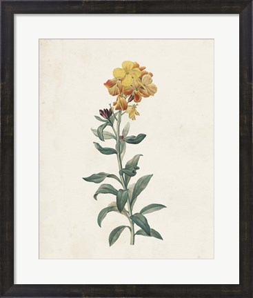 Framed Classic Botanicals III Print