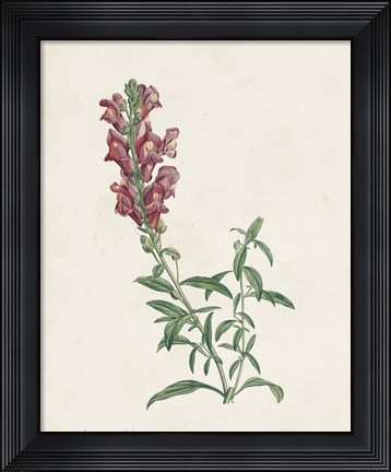 Framed Classic Botanicals IV Print