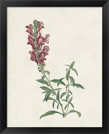 Framed Classic Botanicals IV Print