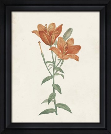 Framed Classic Botanicals V Print