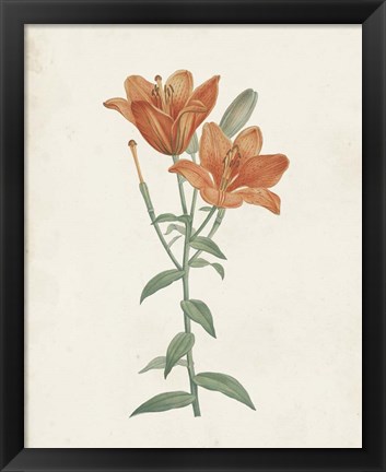 Framed Classic Botanicals V Print