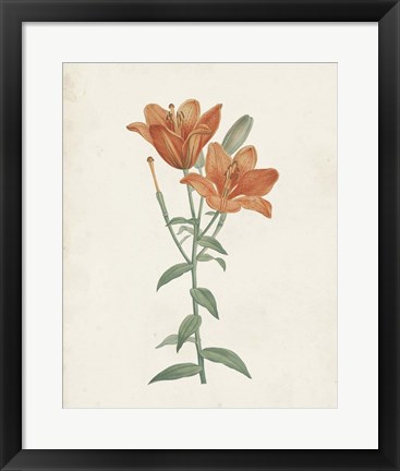 Framed Classic Botanicals V Print