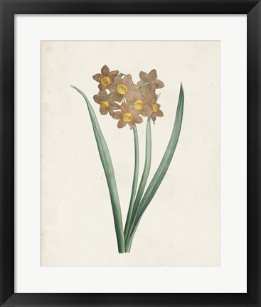 Framed Classic Botanicals VI Print