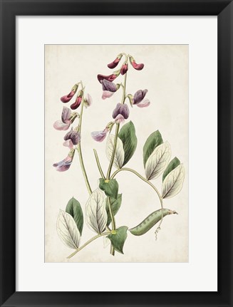 Framed Antique Botanical Collection I Print