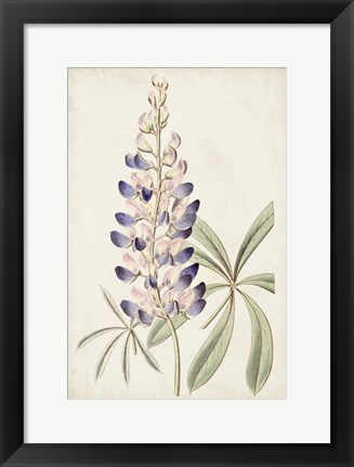 Framed Antique Botanical Collection II Print