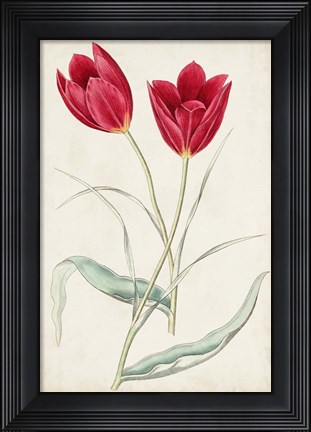 Framed Antique Botanical Collection III Print