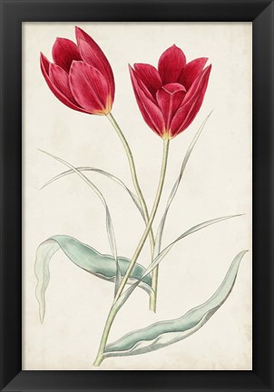 Framed Antique Botanical Collection III Print