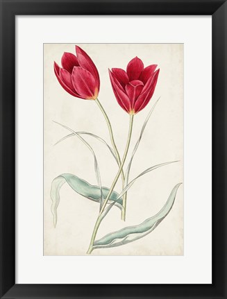 Framed Antique Botanical Collection III Print