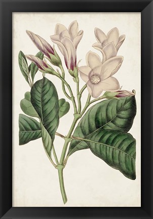 Framed Antique Botanical Collection IX Print