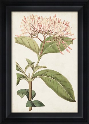 Framed Antique Botanical Collection VI Print
