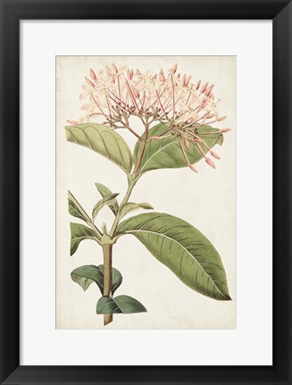 Framed Antique Botanical Collection VI Print